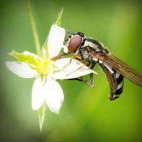 /album/rimedinaturalipererezione/photolia-a02-jpg/