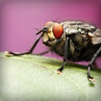 /album/rimedinaturalipererezione/photolia-a08-jpg/